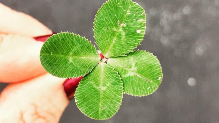 four leaf clover four leaf clover