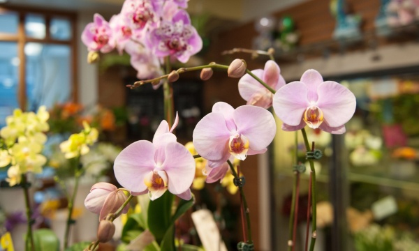 Flowers in the Mass General store Flowers in the Mass General store